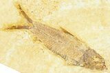 Plate With Three Fossil Fish (Knightia) - Wyoming #367516-2